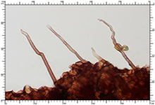 Genea hispidula